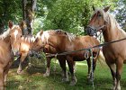 DSC02335