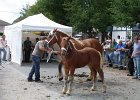 DSC02361
